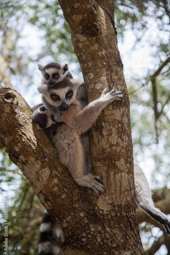  Ring-tailed lemur