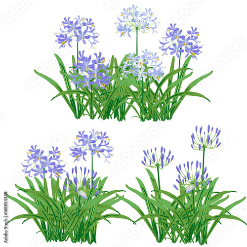 Fototapeta Naklejka Na Ścianę i Meble -  Agapanthus flower spring for object. The blue flower is vector design with three bouquet of agapanthus flower and leaf. 