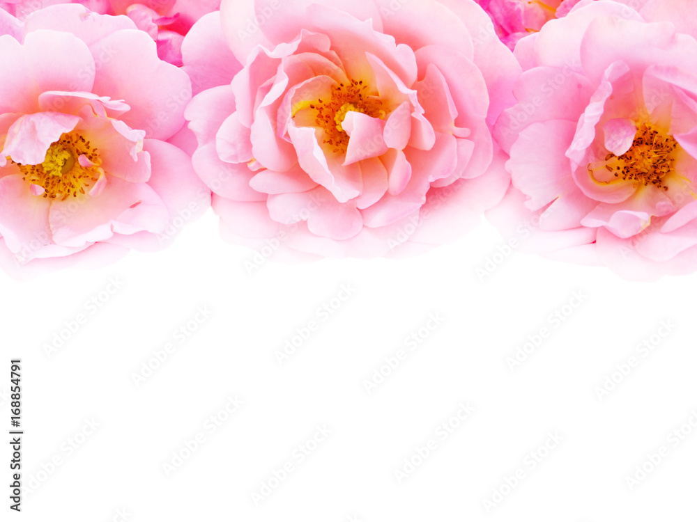 Pink curly roses on the white background