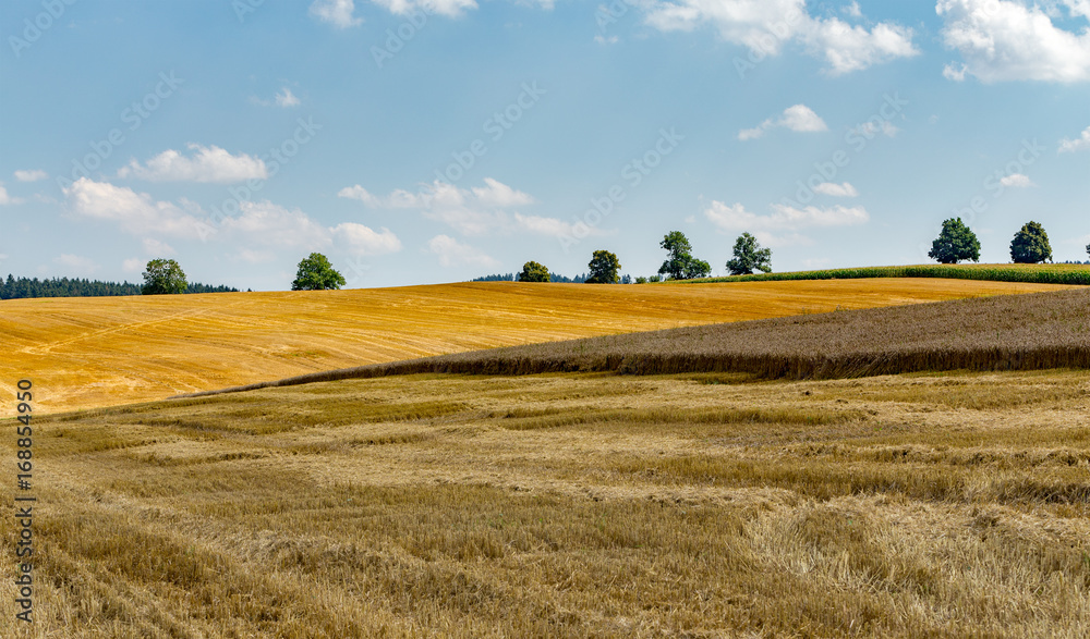 summer partially harvested wheat field