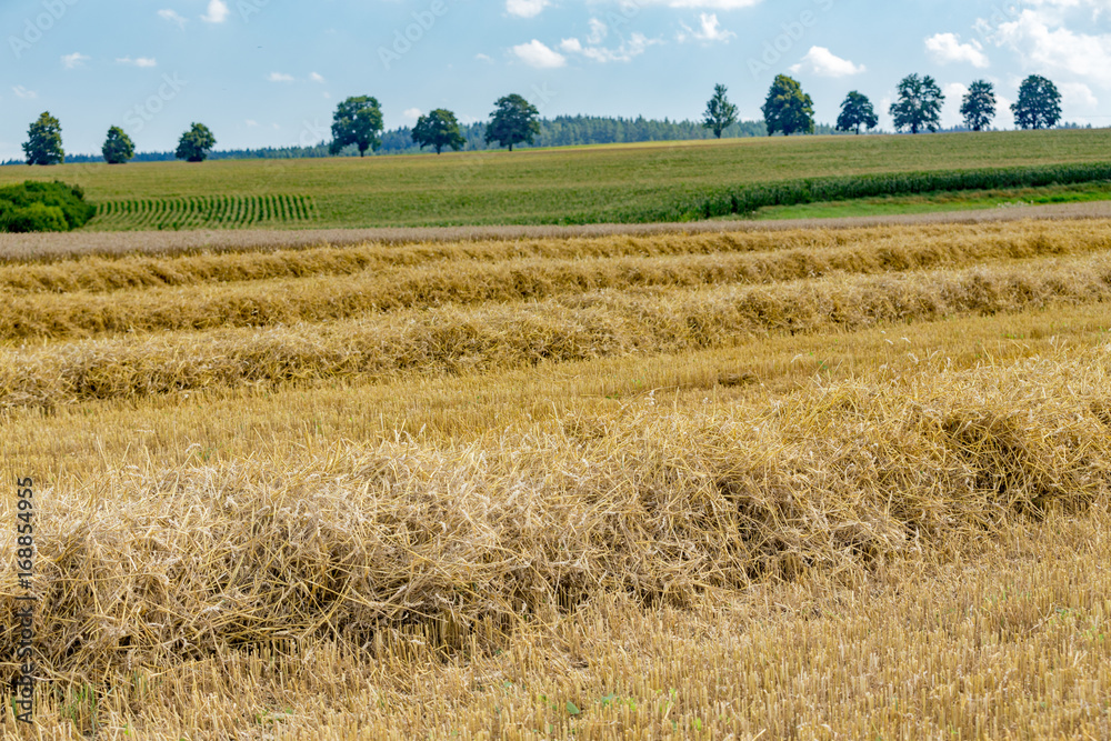 summer partially harvested wheat field