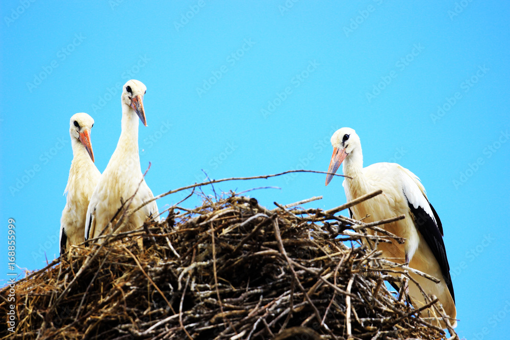 Fototapeta premium White storks