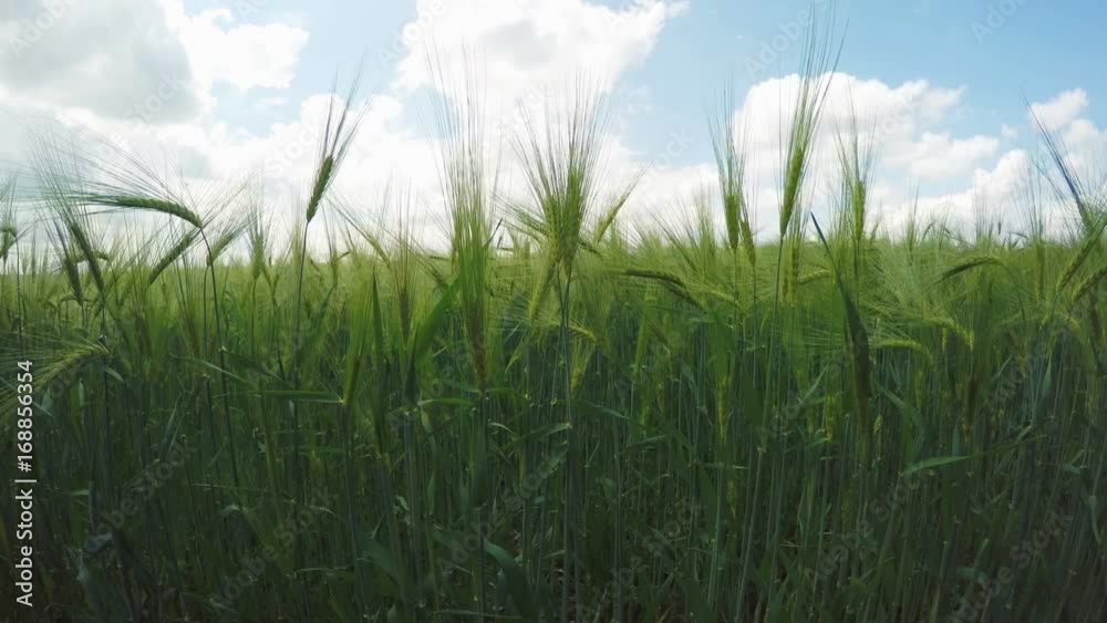 Spikelets Of Wheat Spikelets Of Wheat