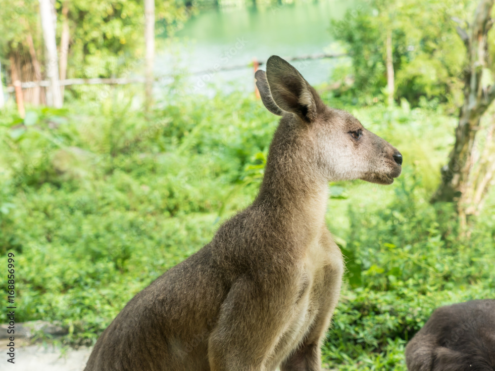 Beautiful and cute kangaroo in the park