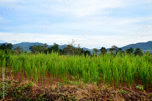 Beautiful scenery of green rice field in the countryside