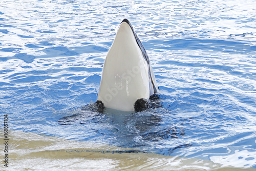 Close Up of a killer whale or orca (orcinus orca) in blue water
