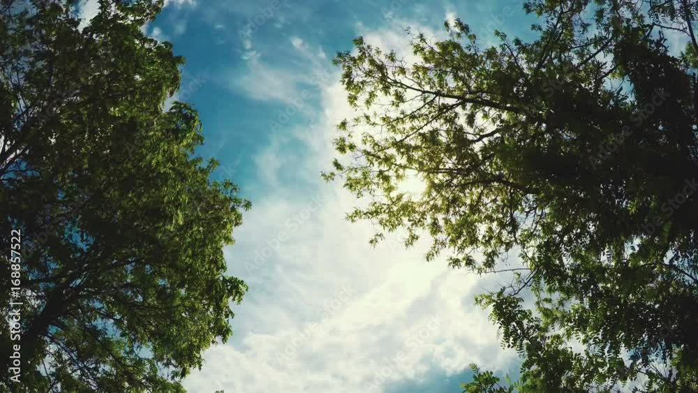 The Tree Foliage Looking Up The Tree Foliage Looking Up