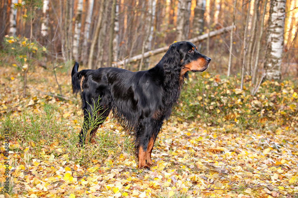 Gordon Setter hunting dog standing in the autumn forest
