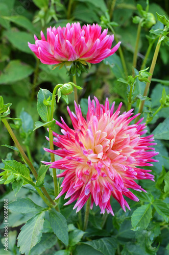 Fototapeta Naklejka Na Ścianę i Meble -  summer dahila flower