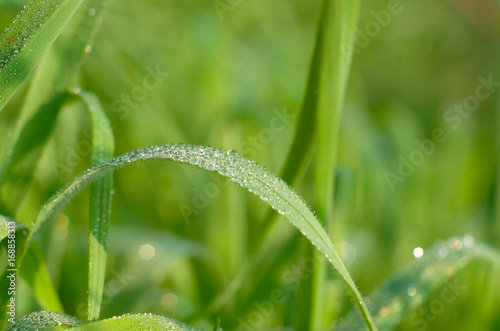 Blade of grass covered with morning dew.