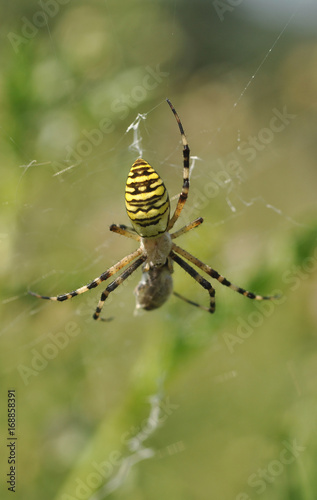 Darázspók(Argiope bruennichi (wasp spider) 