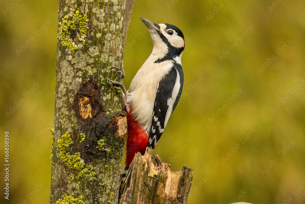 Woodpecker Woodpecker