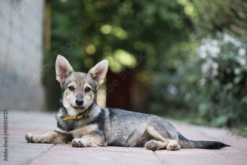 Fototapeta Young gray dog of a mongrel
