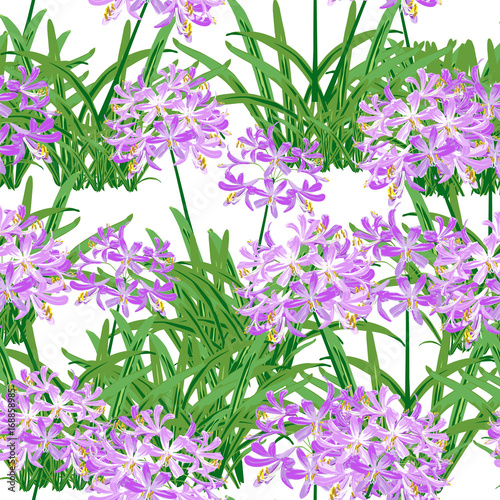 Fototapeta Naklejka Na Ścianę i Meble -  The agapanthus flower in spring. Purple flower is vector for seamless, pattern and background. 