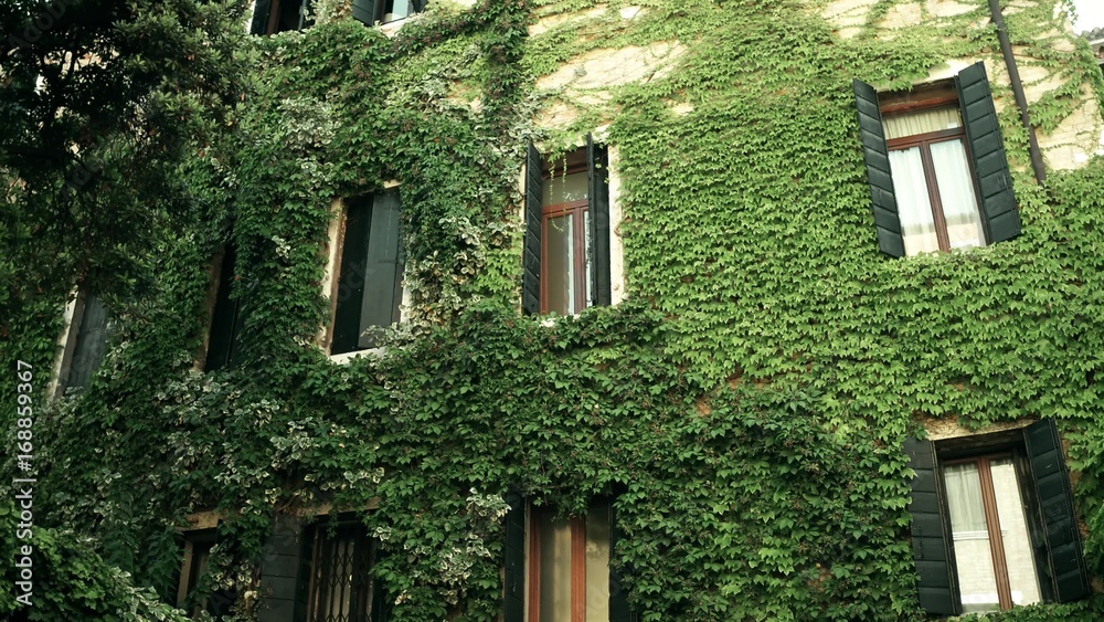 Fototapeta premium Overgrown ancient buildings in Venice, Italy
