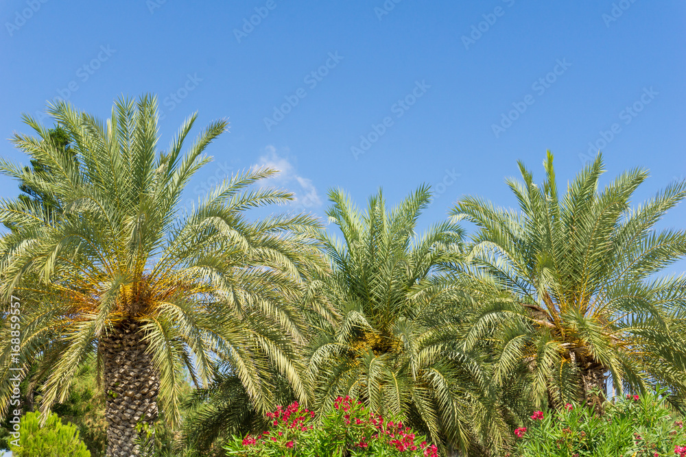 Blick auf tropische Palmen vor blauen Himmel 