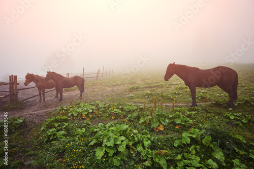 Morning mist with horses
