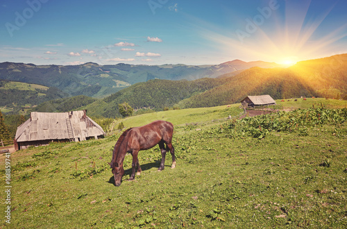 Horse grazing in a meadow Ukrainian Carpathian mountain valley. photo