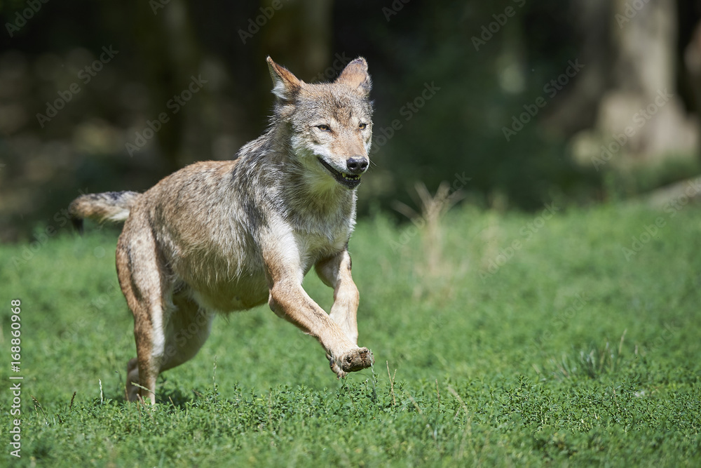 Rennender Wolf