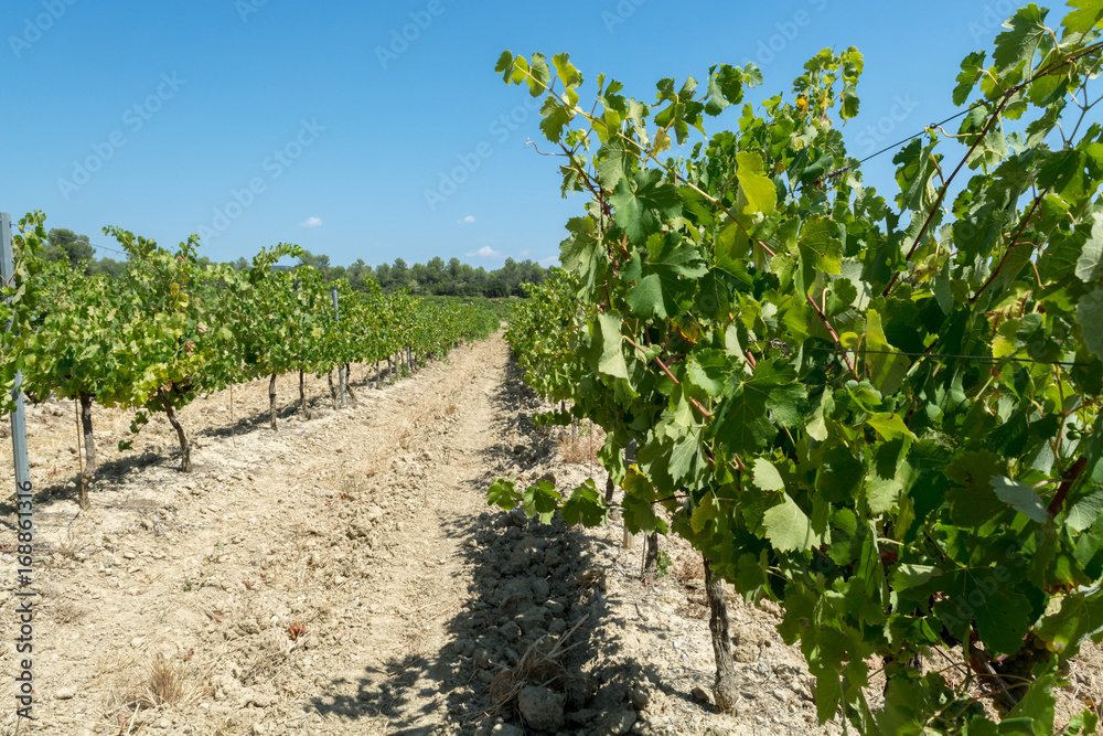 White wine grape riping in the south french vineyards, Provence