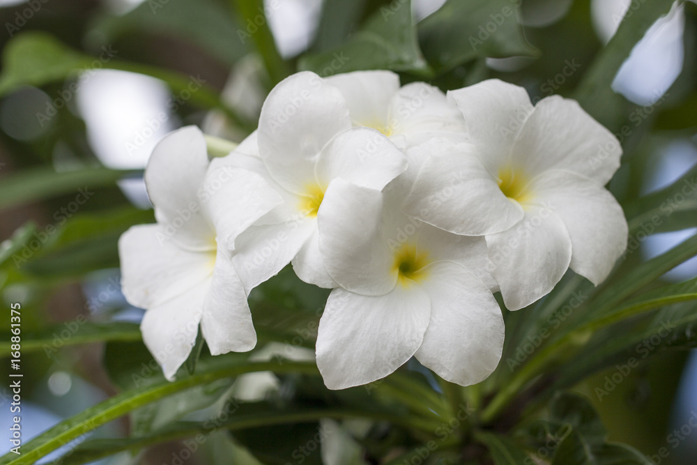 Obraz premium flowers