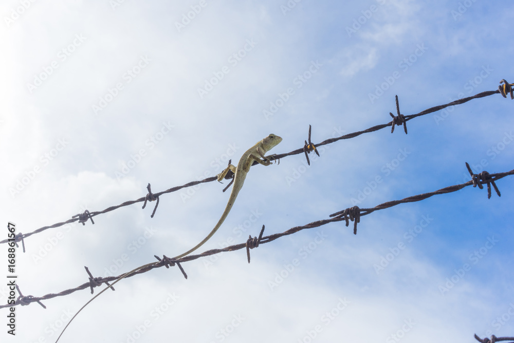 The chameleon tries to escape the barbed wire with blue sky background. The chameleon tries to escape the barbed wire with blue sky background.