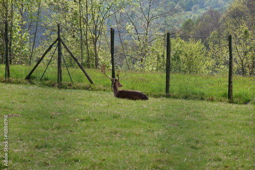 Cervo natura photo