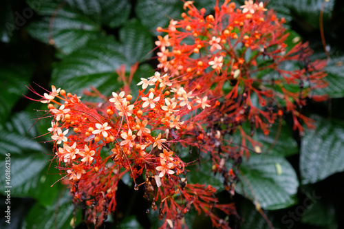 red tropical flowers with dark green leaves