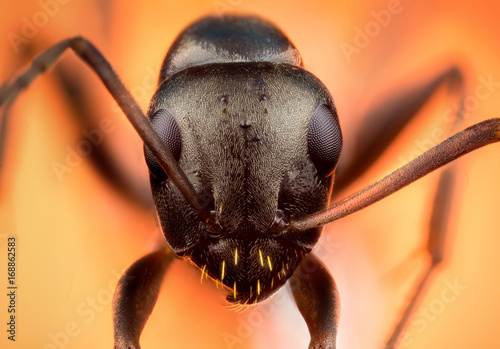 Fotografía Head of ant macro