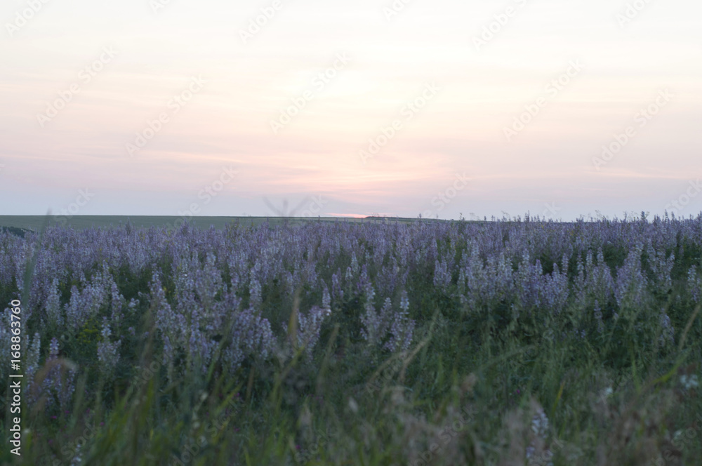Obraz premium Lavender field at sunset