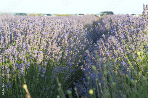 Lavender field in perspective