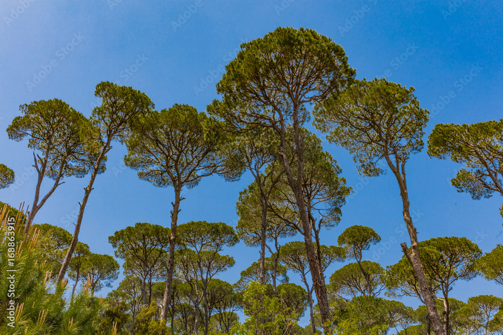 Pine trees forest of Jezzine in South Lebanon Middle east Pine trees forest of Jezzine in South Lebanon Middle east