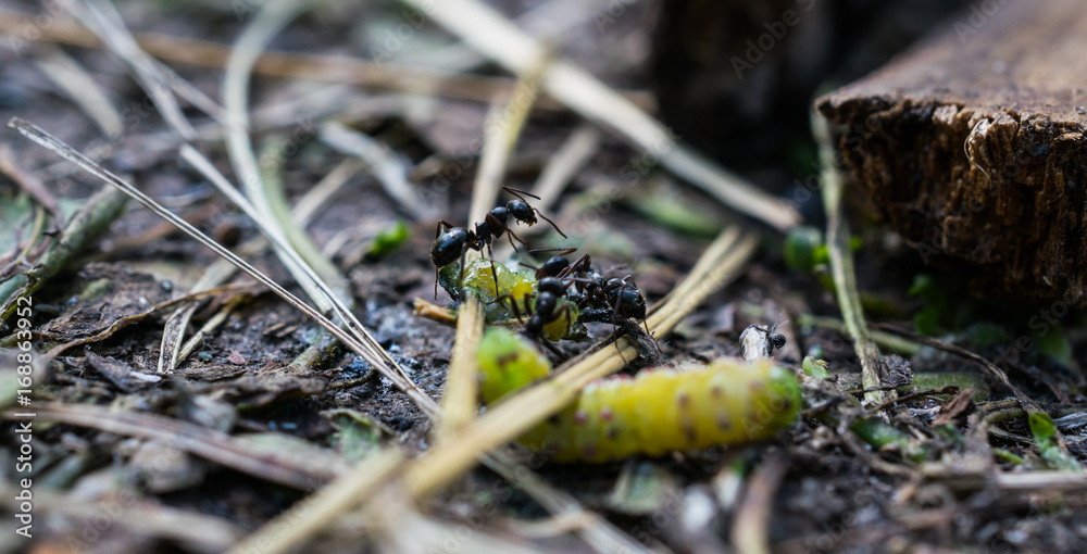 small black ant carry a dead green caterpillar, close up