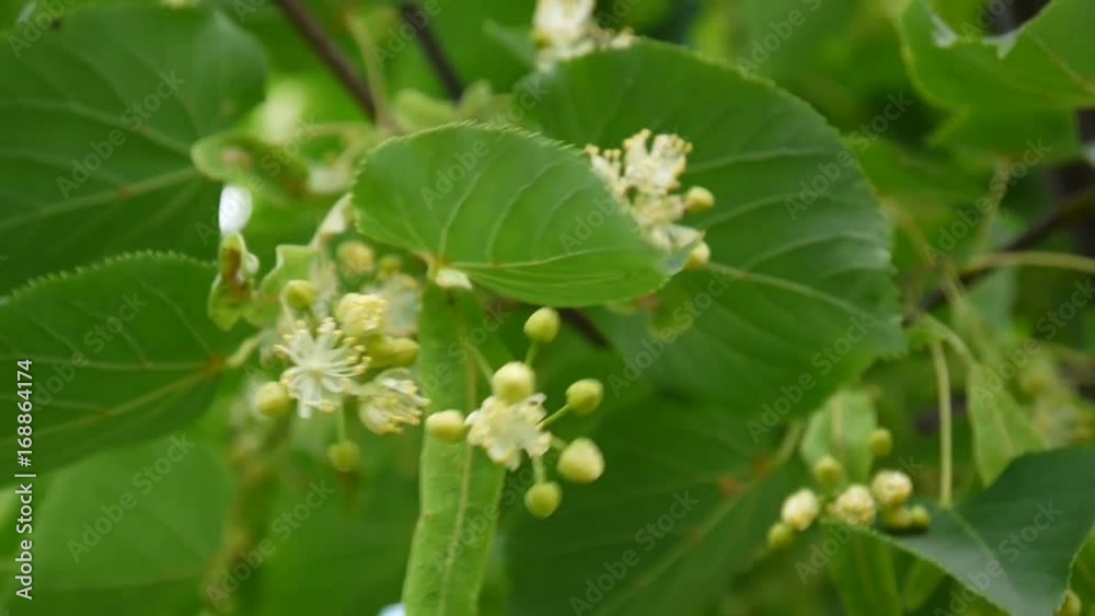 Linden leaves and flowers with wind blowing close up. Tilia. Linden leaves and flowers with wind blowing close up. Tilia.