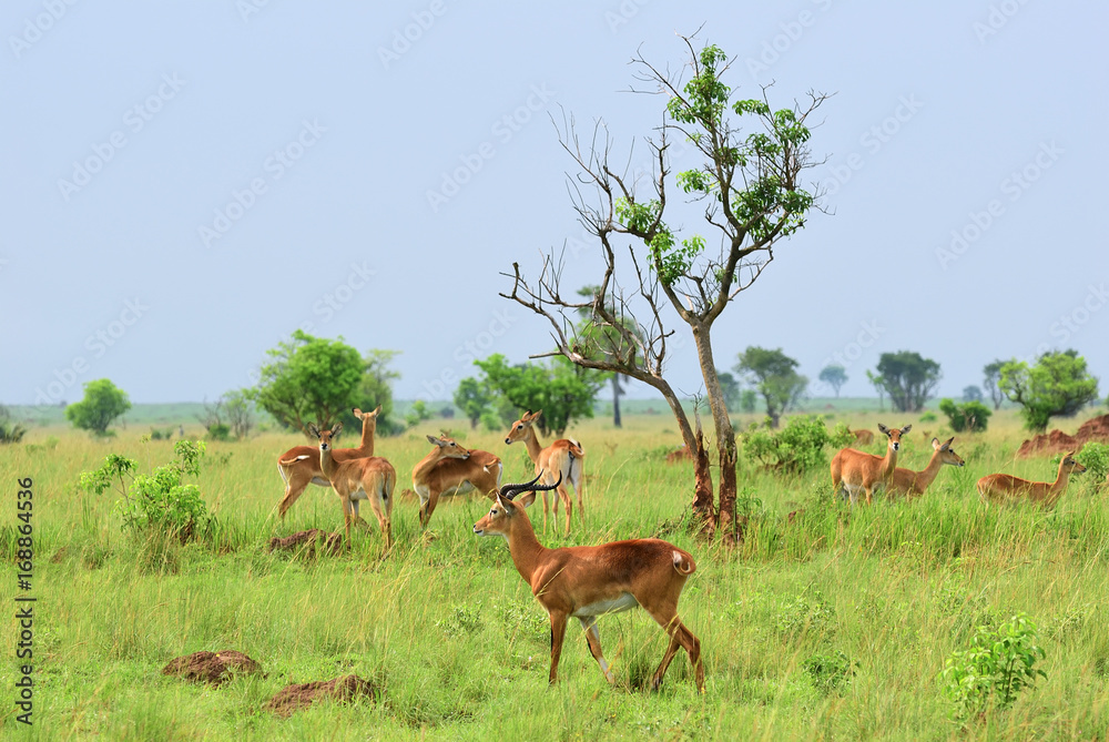 Antelopes reedbuck, Uganda, Africa Antelopes reedbuck, Uganda, Africa