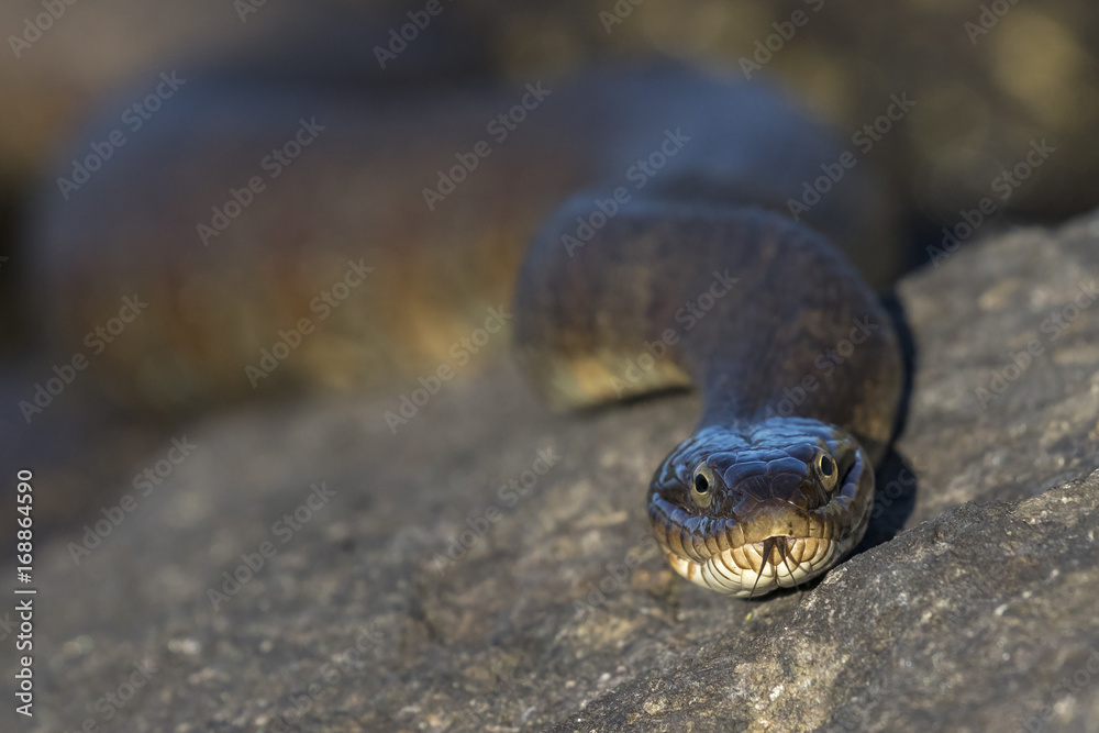 Closeup of a Northern Water Snake flicking its tongue - Ontario, Canada Closeup of a Northern Water Snake flicking its tongue - Ontario, Canada