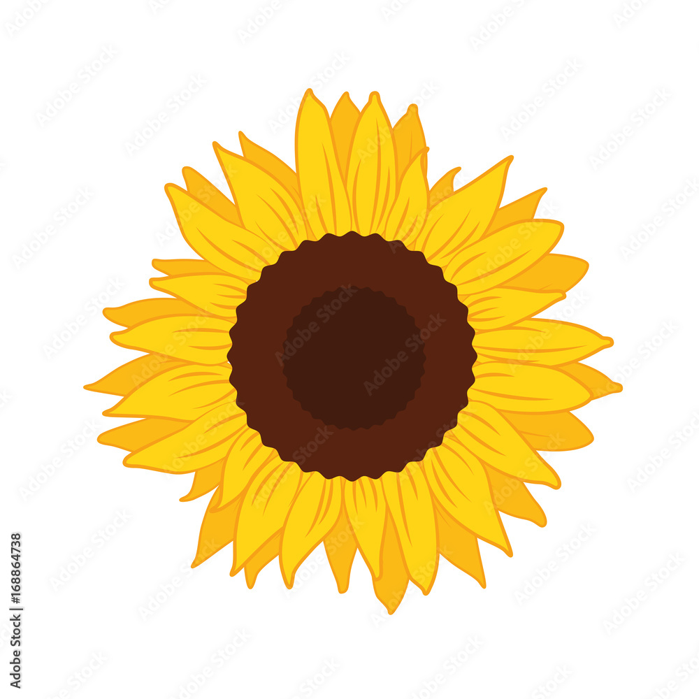 Obraz premium sonnenblume