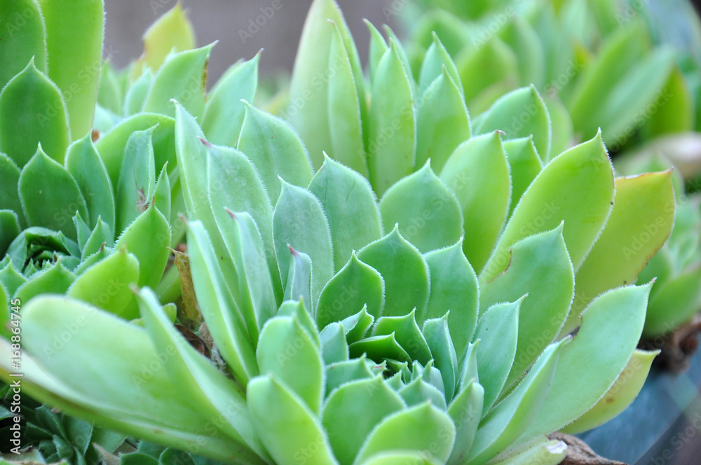 Obraz premium Sempervivum tectorum,Common Houseleek, - perennial plant growing in flower pot. Sempervivum in nature, great healthy plant for herbal medicine