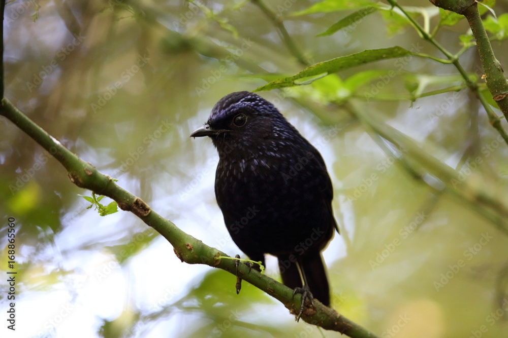 Shiny whistling thrush (Myophonus melanurus) in Mt.Kerinci, Sumatra, Indonesia Shiny whistling thrush (Myophonus melanurus) in Mt.Kerinci, Sumatra, Indonesia