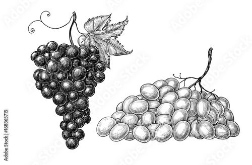 White and red grapes on white background, hand drawn illustration, element for design.
