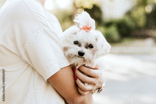 Happy woman holds white maltese dog. Concept of friendship and love.