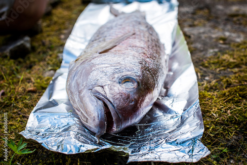 Preparing big dentex fish for barbecue cooking on picnic outside.