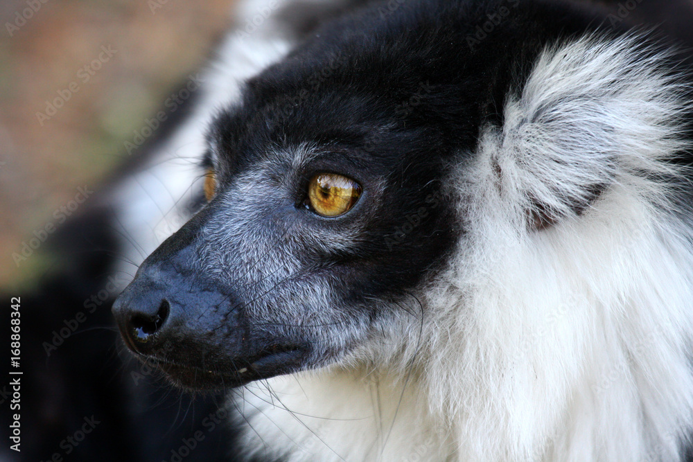 Obraz premium Lemur Katta
