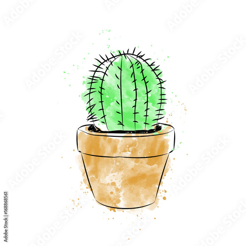 Cactus on a white background. . Cactus banner.mexico. photo