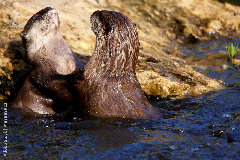 Obraz premium Eurasian otter