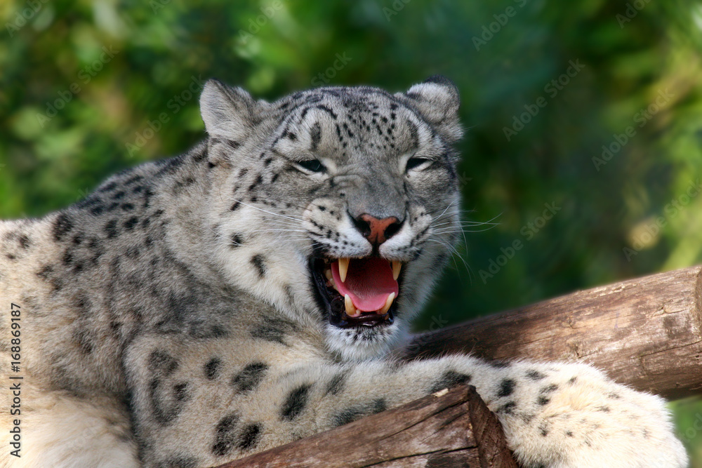 Naklejka premium Snow Leopard