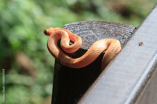 Golden Eyelash Viper Snake in Cahuita National Park, Costa Rica