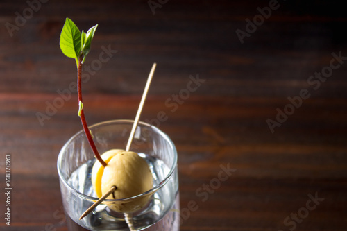 Tableau sur toile The avocado sprout grows from the seed in a glass of water