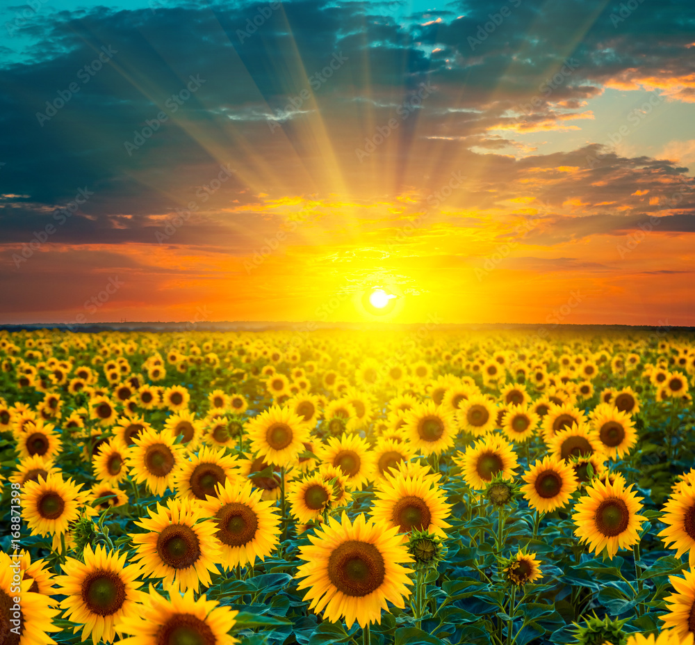 Sunflower fields during sunset. Beautiful composite of a sunrise over a field of golden yellow sunflowers.