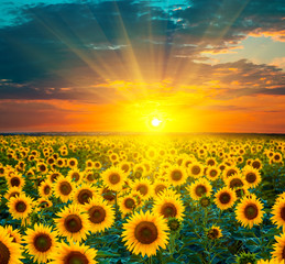 Wandcirkels Zonnebloem Zonnebloemen tijdens gouden zonsopgang  © Ievgenii Meyer